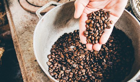 koffieplant